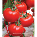 HT17 Hongyun bacteriana wilt resistente f1 híbrido melhor sementes de tomate para com efeito de estufa